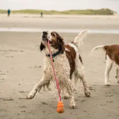 Zwei Welsh Springer Spaniels spielen am Strand mit einem Spielzeug.