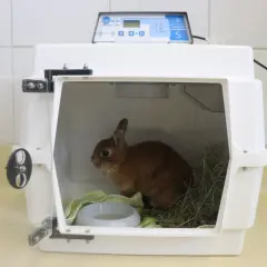 Kleines Kaninchen in einer Transportbox, das schwer atmet. Es liegt auf einer grünen Decke neben einem Wassernapf und Heu.