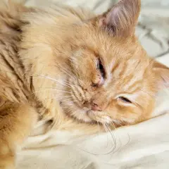 Eine orangefarbene Katze liegt auf einem Bett. Sie hat eine Verletzung am Auge und scheint sich unwohl zu fühlen, als ob sie blutigen Ausfluss aus der Nase hätte, was auf eine Katze niest blut hindeuten könnte.