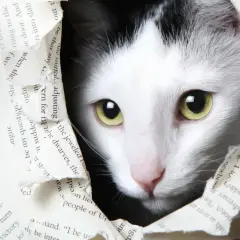 Ein weiß-schwarzes Kätzchen mit leuchtend grünen Augen blickt neugierig durch ein zerissenes Buch. Vielleicht sucht es nach Katzennamen mit B wie "Balu" oder "Bello".
