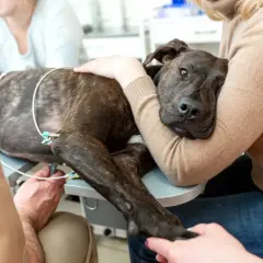 Ein herzkranker Hund im Endstadium, dessen Symptome durch EKG-Elektroden überwacht werden, wird von seiner Besitzerin getröstet.