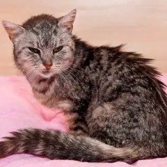 Graue Katze mit struppigem Fell, wirkt schwach. Mögliche Anzeichen für Nierenversagen im Endstadium bei Katzen.