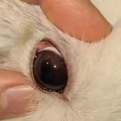 Ein Finger hält das Augenlid eines Kaninchens, um verklebte Augen zu reinigen.