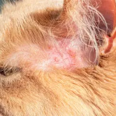 Rote, gereizte Hautstellen am Ohr einer Katze, die auf Hautpilz hindeuten. Hausmittel könnten helfen.