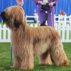 Ein stattlicher Hund mit langen Haaren steht auf einer grünen Wiese.