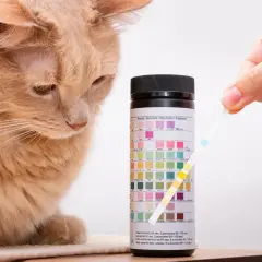 Besorgte Katze beobachtet Urinteststreifen. Wenn die Katze Blut im Urin hat, sind Hausmittel oft nicht ausreichend.