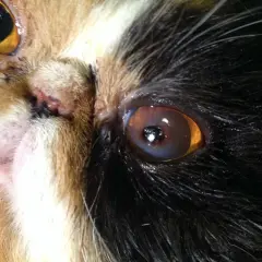 Nahaufnahme eines Katzenauges mit brauner Kruste am Lid.