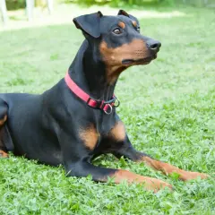 Ein schwarzer Deutscher Pinscher mit braunen Abzeichen liegt auf einer grünen Wiese. Sein aufmerksamer Blick und seine Haltung spiegeln den typischen deutschen Pinscher Charakter wider: wachsam und loyal.