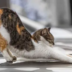 Dreifarbige Katze streckt sich, ihr Gangbild könnte auf Arthrose hindeuten.