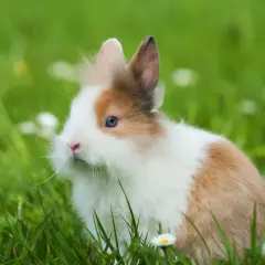 Ein flauschiges Kaninchen mit blauen Augen sitzt im grünen Gras. Diese süßen Hasen als Haustier sind wunderbare Begleiter.