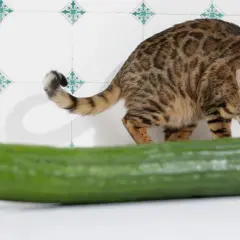 Ein getigerter Kater mit grünen Augen beäugt misstrauisch eine Gurke. Vielleicht fragt er sich, warum Katzen Angst vor Gurken haben.