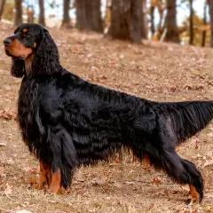 Ein eleganter Gordon Setter steht im Herbstlaub, sein glänzendes schwarzes Fell mit braunen Abzeichen.