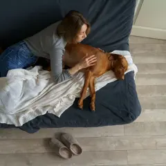 Frau streichelt ihren Hund, dessen Bauch gluckert. Er frisst nicht und liegt erschöpft auf der Couch.