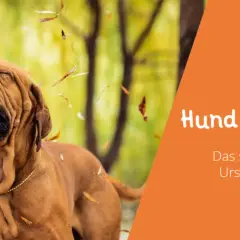 Ein Hund niest im Herbstlaub. Der Text "Hund niest ständig" gibt Hinweise auf Ursachen und Auslöser.
