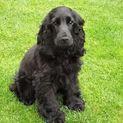 Ein süßer, schwarzer Cocker Spaniel sitzt auf einer grünen Wiese und schaut neugierig in die Kamera.
