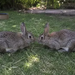 Zwei Kaninchen schnuppern neugierig. Ob sie sich fragen, wie schnell kaninchen ihren partner vergessen?