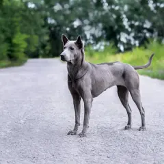 Ein eleganter Thai Ridgeback steht auf einer asphaltierten Straße, umgeben von grünen Bäumen.