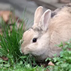 Ein Kaninchen frisst Gras. Sein Fell ist hellbraun mit dunklen Flecken. Es könnte Anzeichen von kaninchen hautpilz oder milben haben.