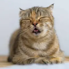 Ein Kater, der nicht frisst, mit geschlossenen Augen und leicht geöffnetem Maul, wirkt traurig.