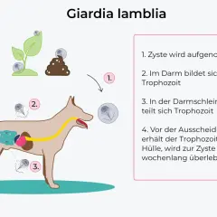 Schema zeigt den Lebenszyklus von Giardien bei einem Hund: Zystenaufnahme, Vermehrung im Darm und Ausscheidung.