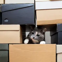Ein neugieriges Kätzchen lugt aus einem Karton hervor. Vielleicht ist das die Antwort, warum lieben katzen kartons: sie sind perfekte Verstecke!