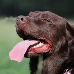 Brauner Hund hechelt viel, seine Zunge hängt weit heraus. Er genießt die Sonne im Grünen.