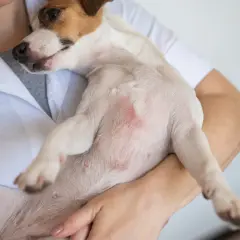 Tierarzt untersucht Hund mit Hautirritationen am Bauch. Mögliche Anzeichen für schwarzen Hautkrebs beim Hund?