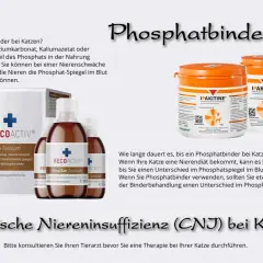 Katze mit Niereninsuffizienz: Phosphatbinder wie RECOACTIV helfen, den Phosphatspiegel zu regulieren.
