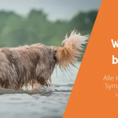 Nasser Hund im Wasser. Informationen zur Wasserrute beim Hund, Ursachen, Symptome, Behandlung und Vorbeugung.
