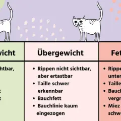 Drei Katzen zeigen, wie viel wiegt eine Katze: Normalgewicht, Übergewicht, Fettleibigkeit. Merkmale wie Rippen, Taille und Bauchfett werden erklärt.