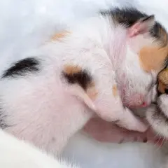 Eine Mutterkatze küsst ihr winziges Kätzchen. Ein süßer Moment, der an die Zeit vor der Geburt erinnert, wenn Katzen und Schwangerschaft Hand in Hand gehen.