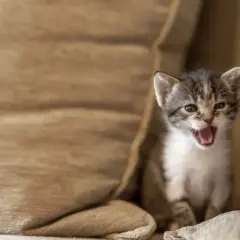 Kleines Kätzchen zwischen Kissen, fragt sich, warum miaut meine Katze nachts?