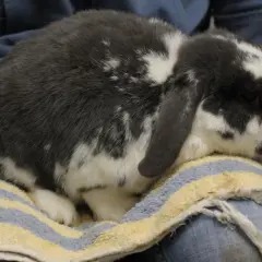 Ein grau-weiß geflecktes Kaninchen sitzt auf einem Handtuch. Darf man Kaninchen baden? Nein, meistens nicht.