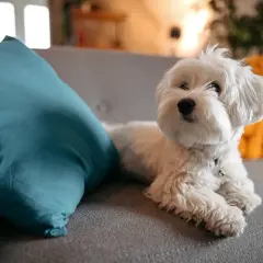 Ein flauschiger Malteser Hund liegt auf einem Sofa neben einem türkisfarbenen Kissen.
