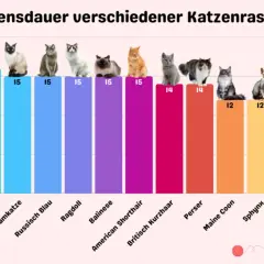 Balkendiagramm zeigt, wie alt werden Katzen: Burmese (16), Siamkatze (15), Ragdoll (15), Perser (14), Maine Coon (12), Bengal (12) und mehr.