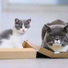 Eine junge Katze sitzt neugierig in einem Karton, während eine alte Katze daneben entspannt liegt.