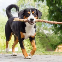 Ein fröhlicher Appenzeller Schweizer Sennenhund mit einem Ast im Maul läuft über einen Weg.