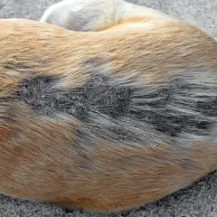 Nahaufnahme des Fells eines Hundes mit trockener Haut und Schuppenbildung.