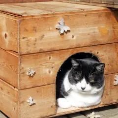 Ein schwarz-weißer Kater ruht in seinem selbstgebauten Katzenhaus aus Holz, verziert mit kleinen Schmetterlingen.