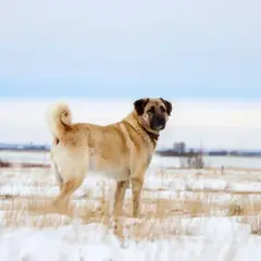 Ein stattlicher Kangal Hund steht im Schnee, sein Fell hellbraun, der Schwanz aufgerollt.