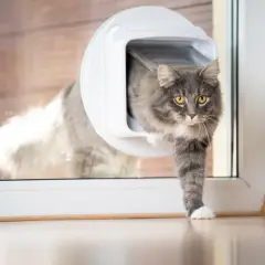 Grauer Kater nutzt eine Katzenklappe im Fenster, um ins Haus zu gelangen.