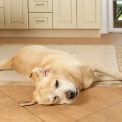 Ein gelber Labrador liegt auf dem Boden, die Augen geschlossen, als ob er einen epileptischen Anfall hätte.