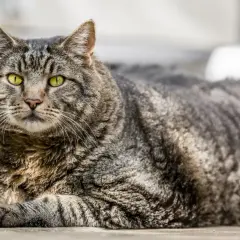 Getigerte Katze mit gelben Augen, die aufmerksam blickt. Achten Sie auf Anzeichen wie vermehrtes Trinken oder Heißhunger, mögliche katze diabetes symptome.