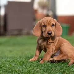 Ein süßer Basset Fauve de Bretagne Welpe sitzt im Gras.