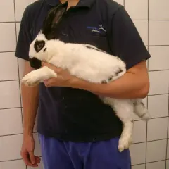 Ein Mann hält ein schwarz-weißes Kaninchen. Man hört, wie der Kaninchen bauch gluckert, vielleicht ist es hungrig.