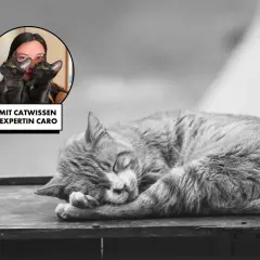 Katzenexpertin Caro erklärt, wie Katzen trauern. Ein schlafendes Kätzchen ruht sich aus.