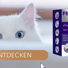 Weiße Katze mit blauen Augen blickt neugierig. Feliway Optimum hilft, warum faucht eine Katze, für mehr Ausgeglichenheit. JETZT ENTDECKEN.