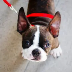 Ein süßer Boston Terrier mit großen Ohren und einem roten Halsband blickt neugierig nach oben.