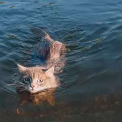 Ein grauer Kater schwimmt durch klares Wasser. Vielleicht fragt er sich, warum haben Katzen Angst vor Wasser, während er selbst schwimmt.