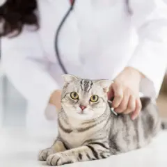 Tierarzt untersucht Katze mit Schmerzen am Hinterteil.